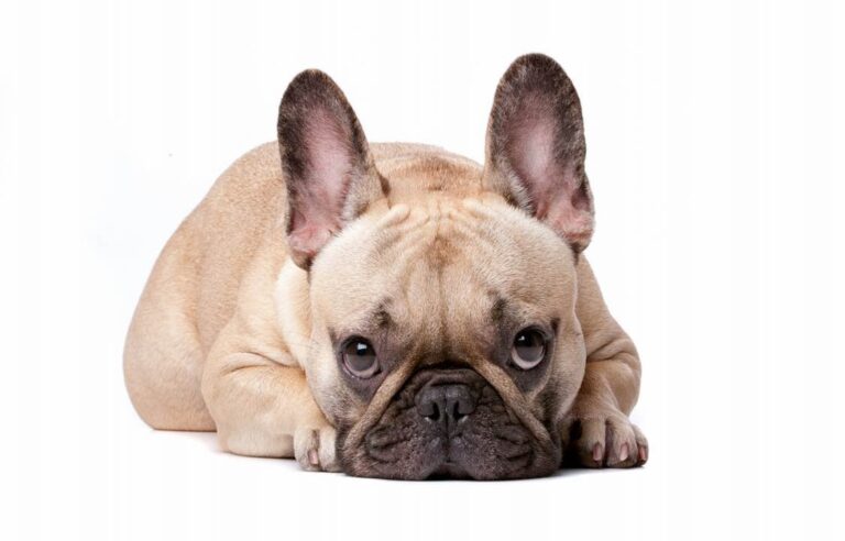 Best-Free-Online-Dog-Training-Platforms