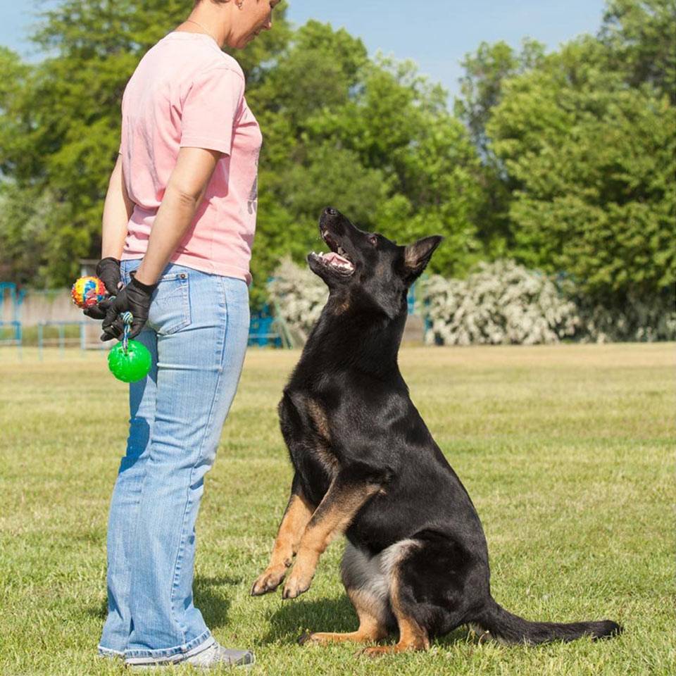 best free online dog training