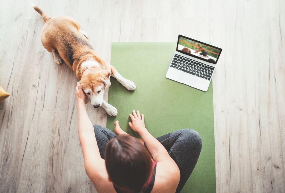 best free online dog training