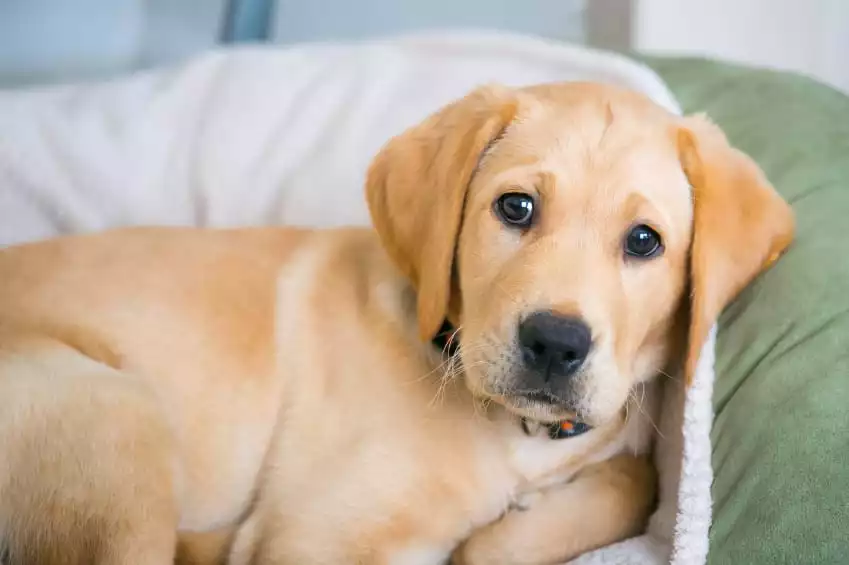 Understanding-Dog-Anxiety-Medication-and-Its-Benefits