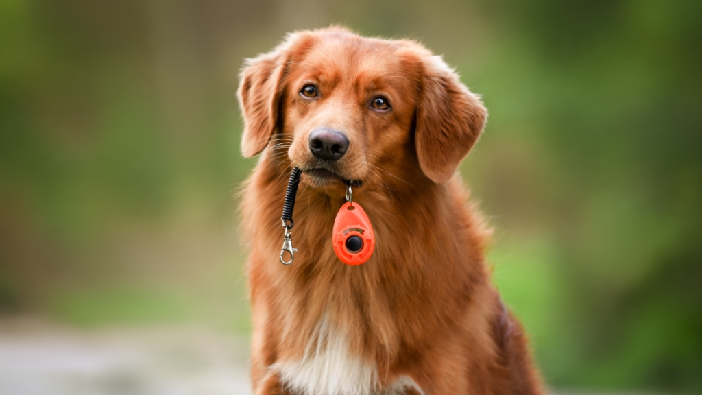 petco dog training