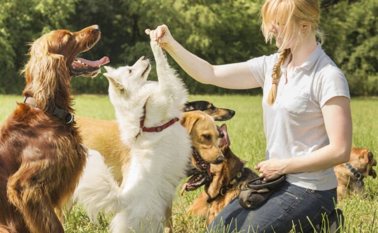 petco-dog-training